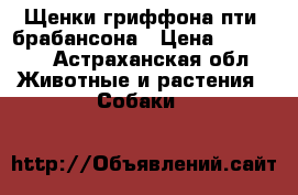 Щенки гриффона пти- брабансона › Цена ­ 20 000 - Астраханская обл. Животные и растения » Собаки   
